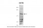 CCT8 antibody - C-terminal region